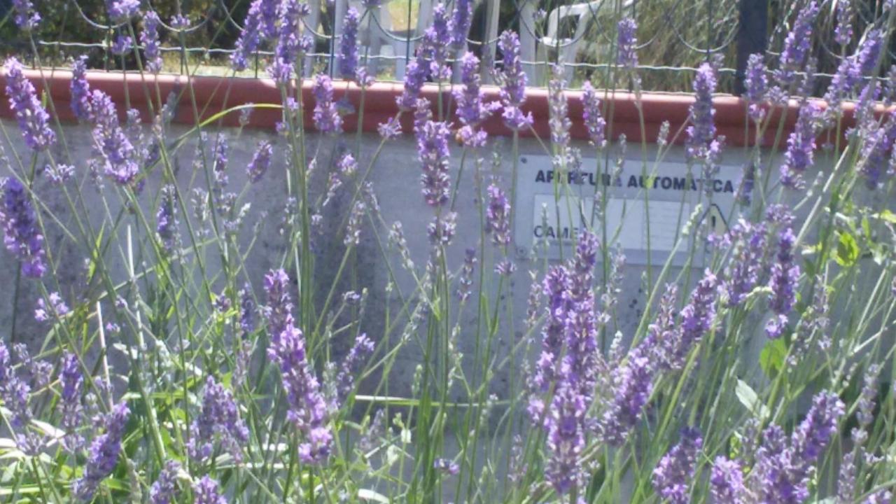 Amor Di Lavanda Cingoli Habitación foto